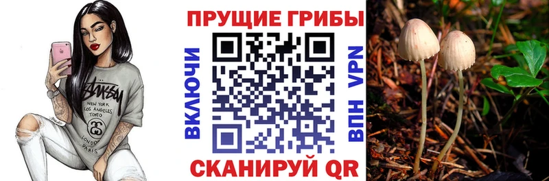 Купить закладки  Лермонтов  Галлюциногенные грибы Psilocybine cubensis 